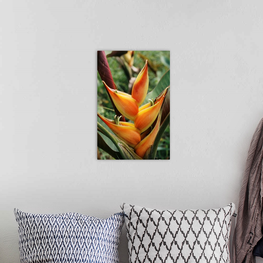 A bohemian room featuring Heliconia flower. Heliconias are native to South American rainforests and cloud forests. This is ...