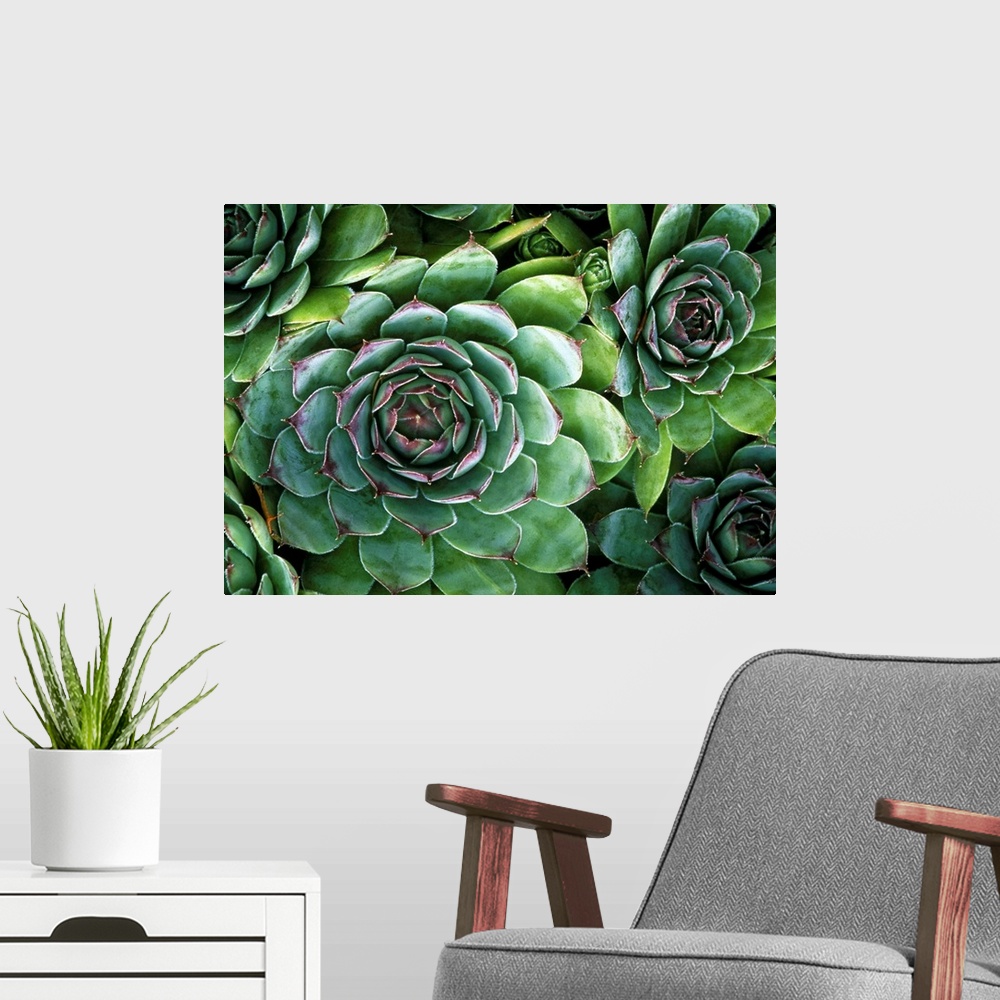 A modern room featuring Hens and chicks plants. Succulent plants known as \hens and chicks\ (Sempervivum sp. ). These pla...