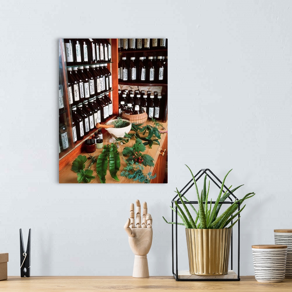 A bohemian room featuring Herbal pharmacy. Selection of fresh plant cuttings for use in herbal medicine, with bottles conta...