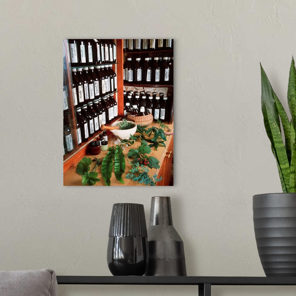 A modern room featuring Herbal pharmacy. Selection of fresh plant cuttings for use in herbal medicine, with bottles conta...