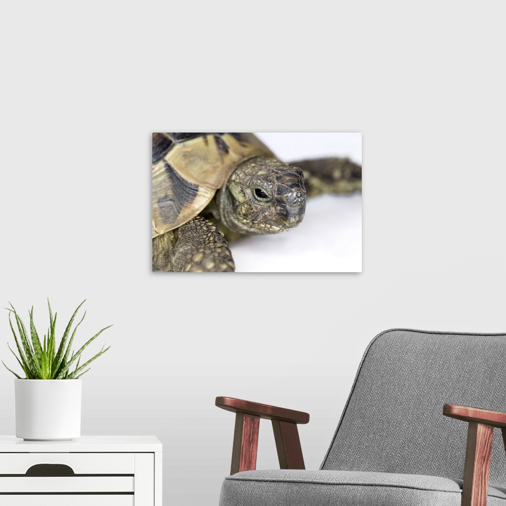 A modern room featuring Hermann's tortoise (Testudo hermanni) head.