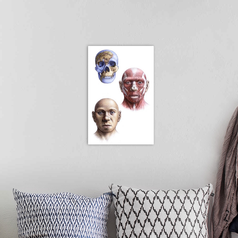A bohemian room featuring Homo antecessor. Artist's impression of the skull, head and face of an adult male Homo antecessor...