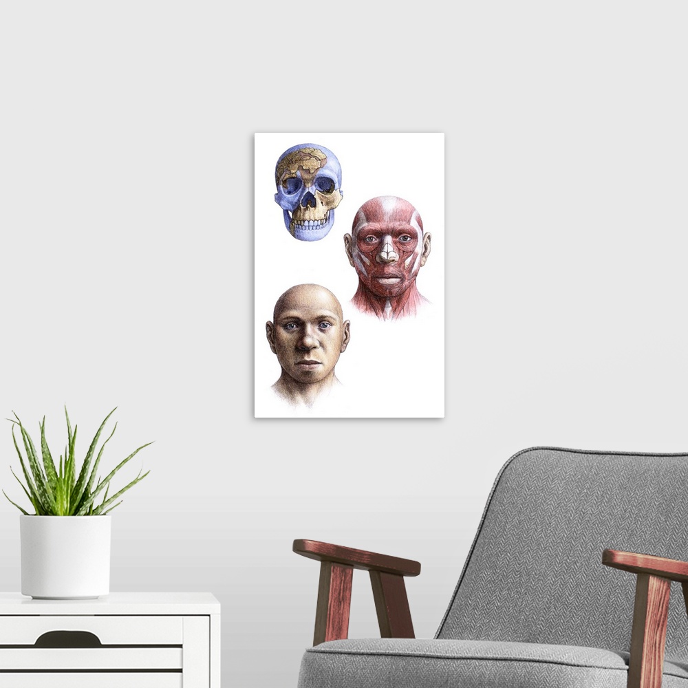 A modern room featuring Homo antecessor. Artist's impression of the skull, head and face of an adult male Homo antecessor...