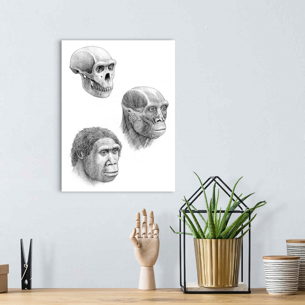A bohemian room featuring Homo ergaster. Artists impression of the skull, facial muscles and face of a Homo ergaster. H.erg...