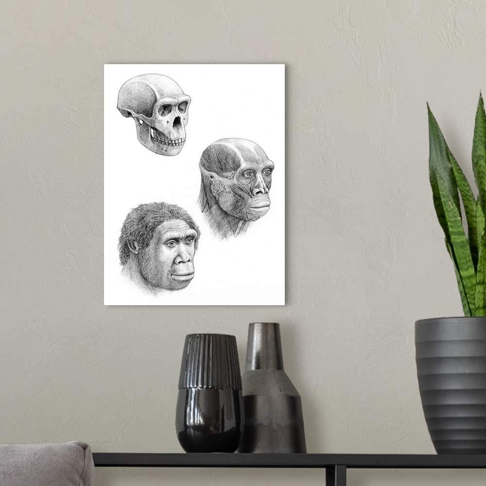 A modern room featuring Homo ergaster. Artists impression of the skull, facial muscles and face of a Homo ergaster. H.erg...