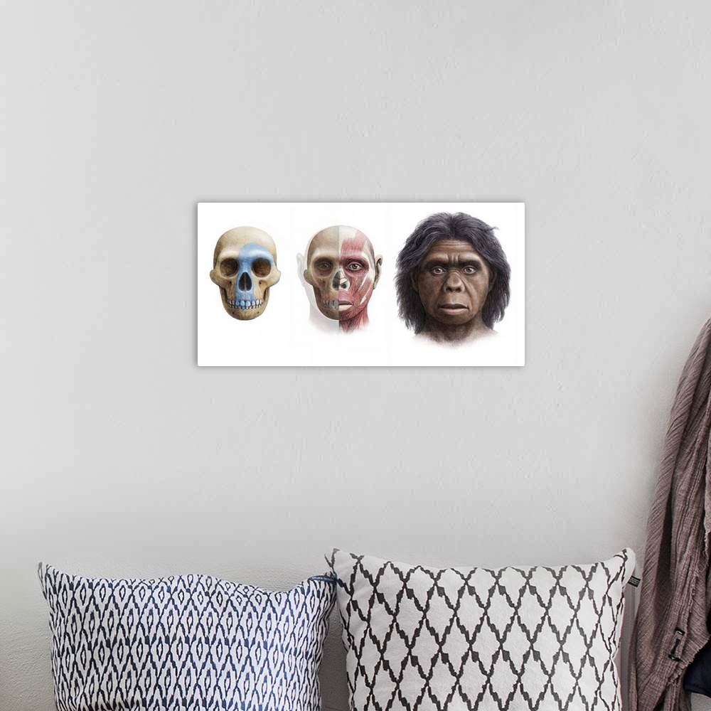 A bohemian room featuring Homo floresiensis. Artist's impression of the skull, head and face of Homo floresiensis. The rema...