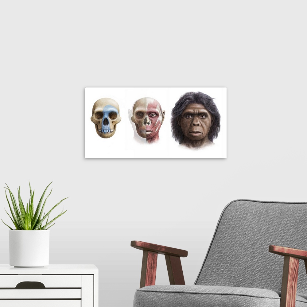 A modern room featuring Homo floresiensis. Artist's impression of the skull, head and face of Homo floresiensis. The rema...