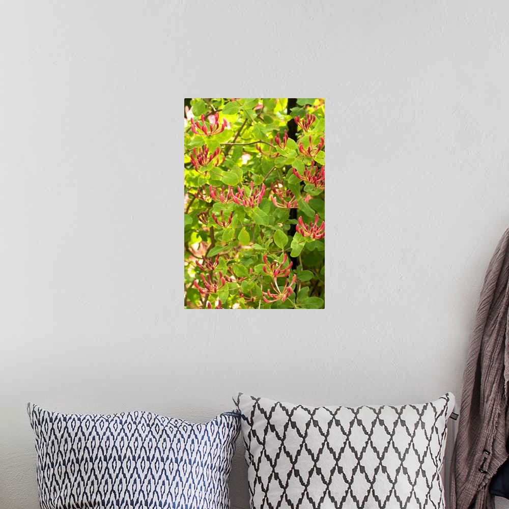 A bohemian room featuring Honeysuckle flowers (Lonicera x americana).