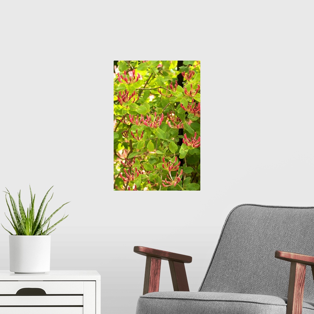 A modern room featuring Honeysuckle flowers (Lonicera x americana).