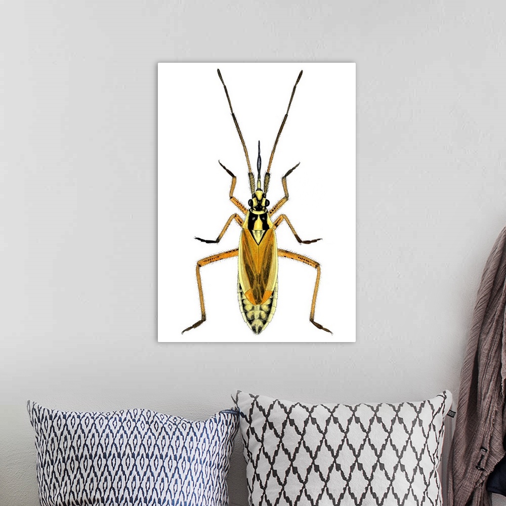 A bohemian room featuring Female hop capsid bug (Calocoris fulvomaculatus), artwork. This predatory species of plant bug me...