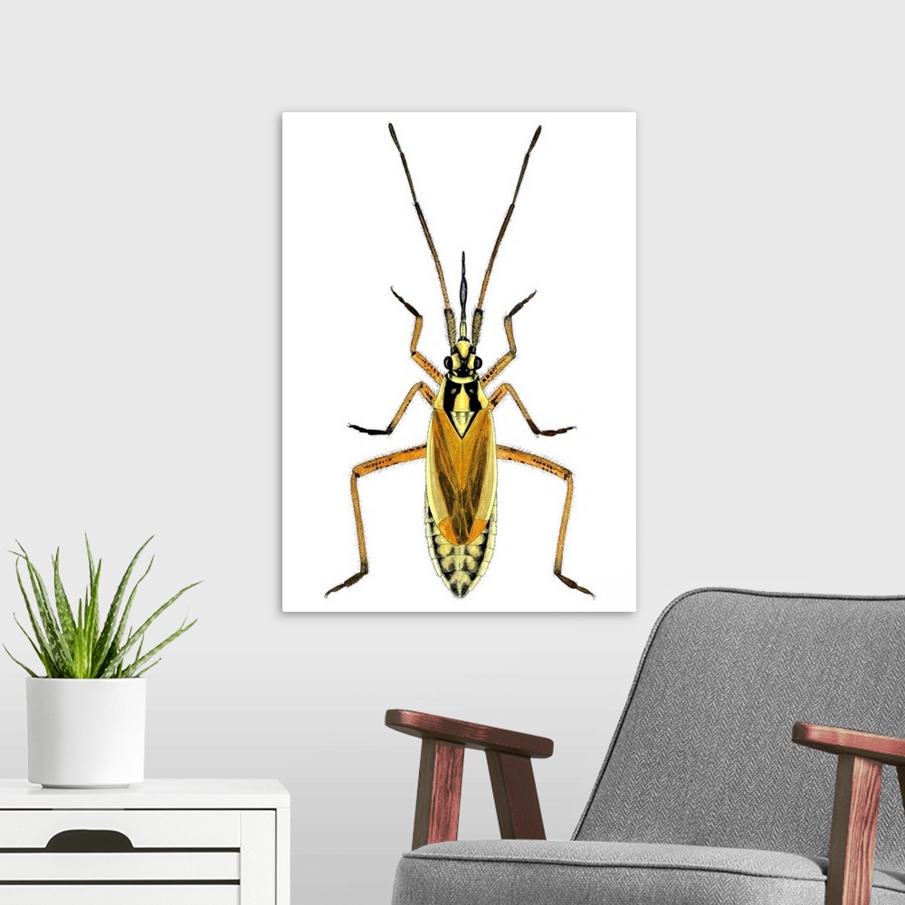 A modern room featuring Female hop capsid bug (Calocoris fulvomaculatus), artwork. This predatory species of plant bug me...