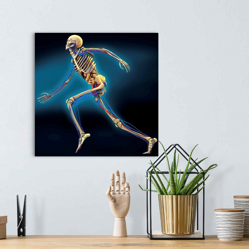 A bohemian room featuring Human anatomy. Computer artwork of a human skeleton running. The arteries (red lines), veins (blu...