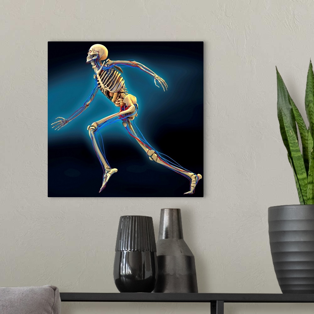 A modern room featuring Human anatomy. Computer artwork of a human skeleton running. The arteries (red lines), veins (blu...