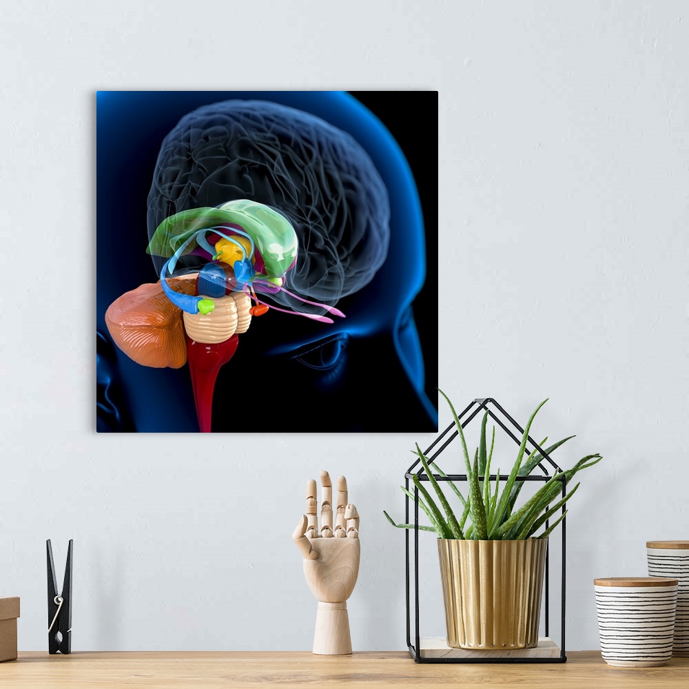 A bohemian room featuring Human brain anatomy. Computer artwork of a person's head showing the brain with the right hemisph...