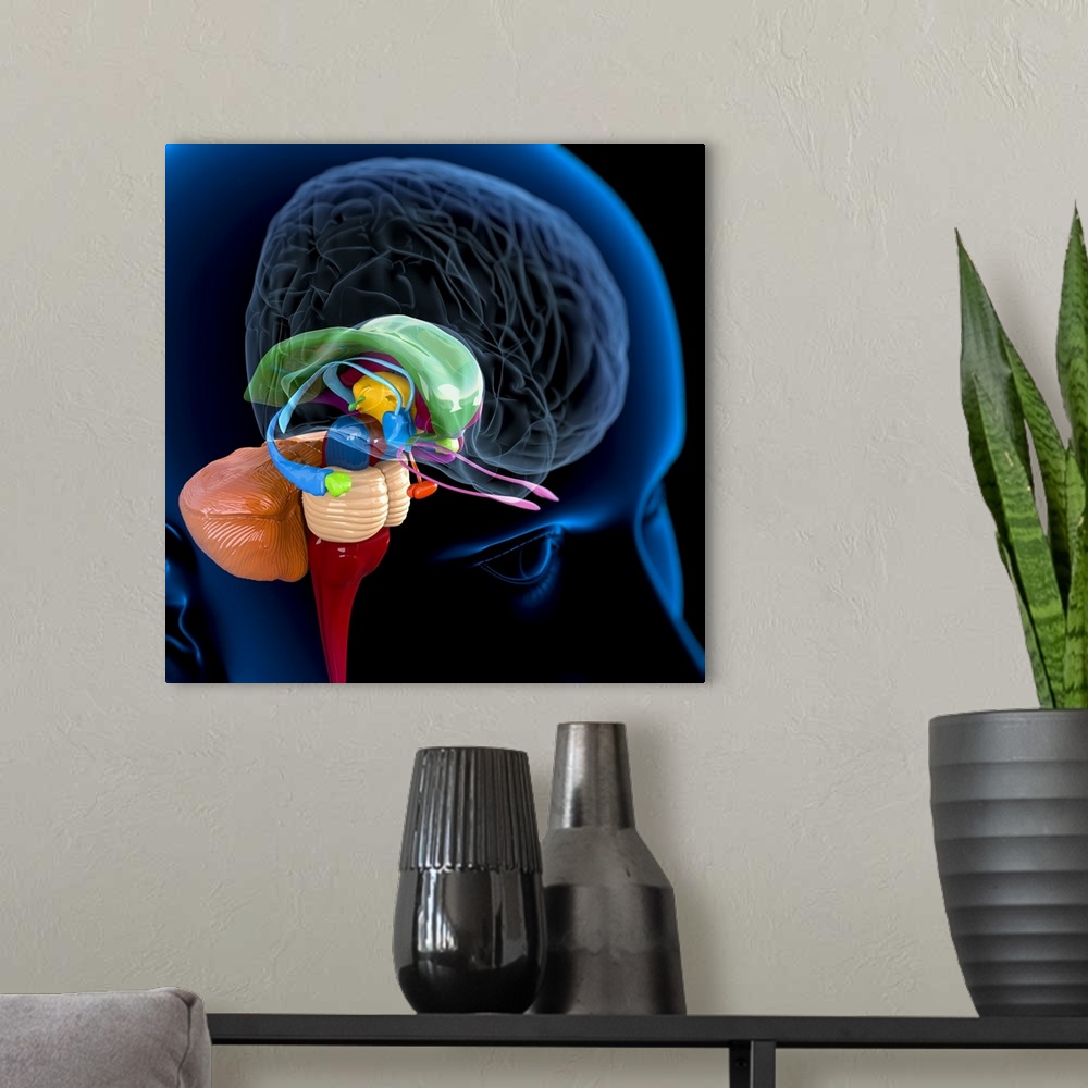 A modern room featuring Human brain anatomy. Computer artwork of a person's head showing the brain with the right hemisph...