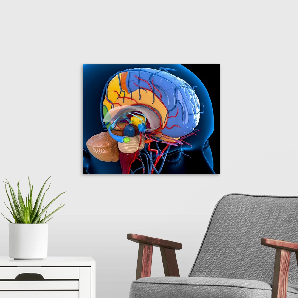 A modern room featuring Human brain anatomy. Computer artwork of a person's head showing the brain with the right hemisph...