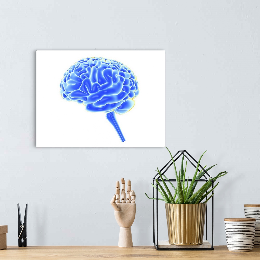 A bohemian room featuring Human brain, computer artwork showing a side view of the human brain.