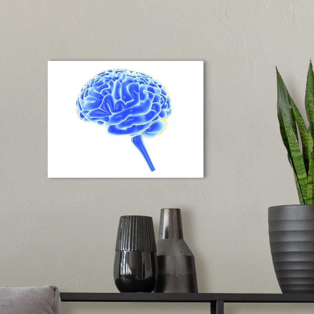 A modern room featuring Human brain, computer artwork showing a side view of the human brain.