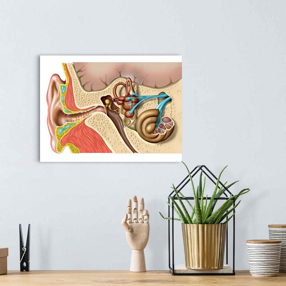 A bohemian room featuring Human ear anatomy. Computer artwork of the structure of the human ear, showing the outer ear (lef...
