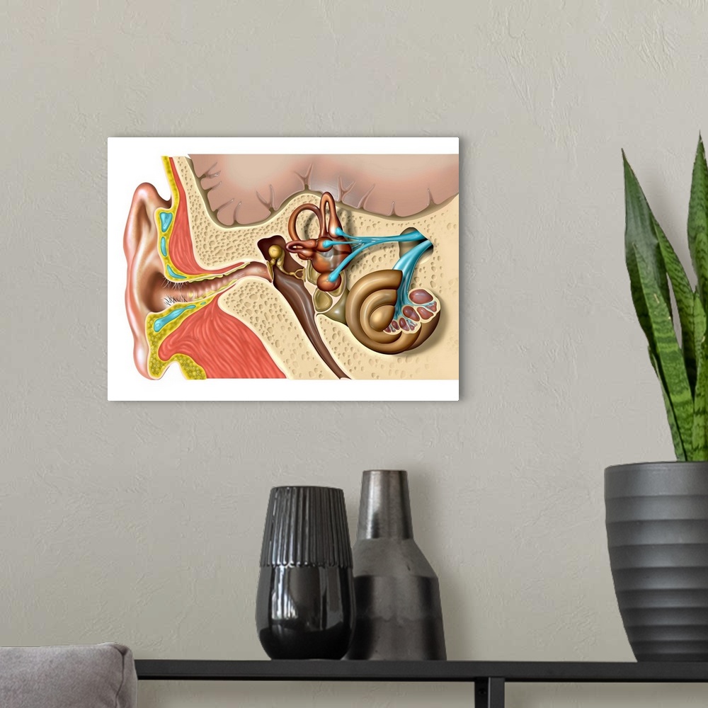 A modern room featuring Human ear anatomy. Computer artwork of the structure of the human ear, showing the outer ear (lef...