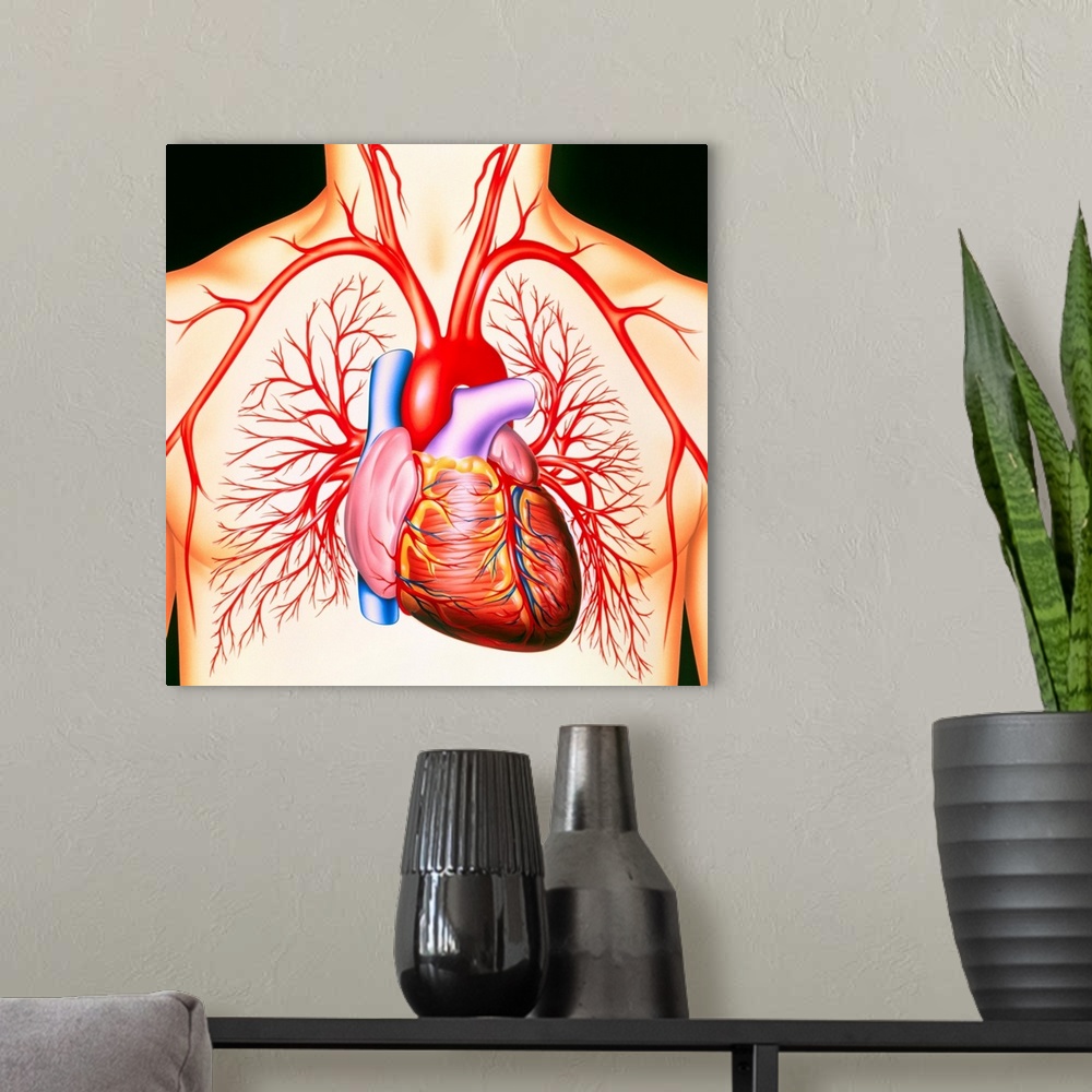 A modern room featuring Human heart. Artwork of a healthy human heart and its associated blood vessels. The heart is supp...