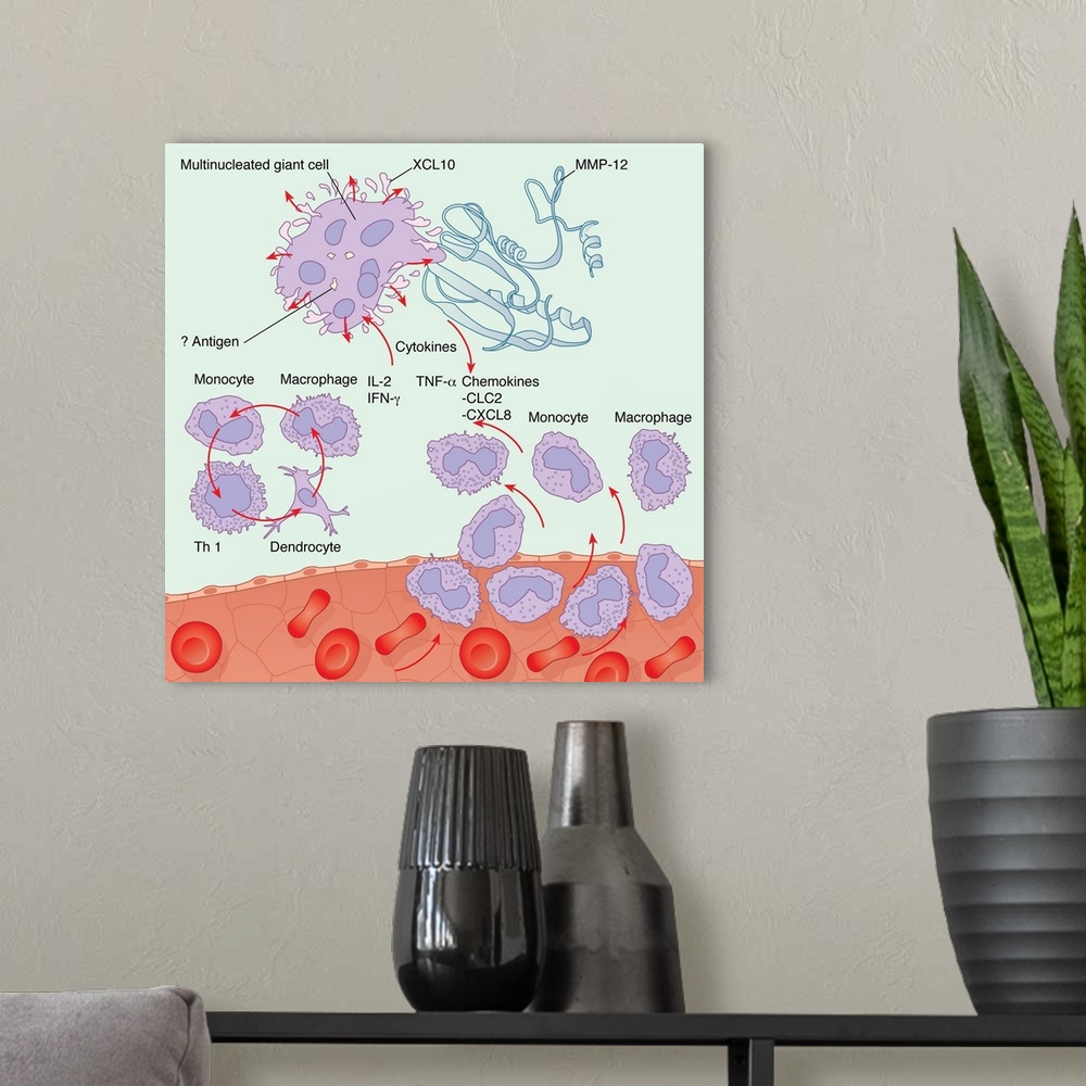 A modern room featuring Human immune response. Computer artwork showing the interactions of the various white blood cells...