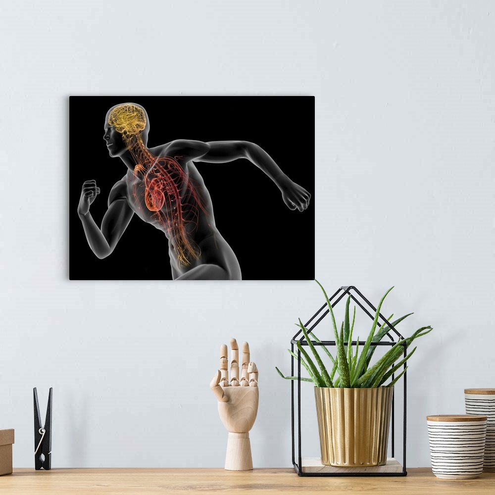 A bohemian room featuring Human male anatomy. Computer artwork highlighting the brain and heart of a healthy male in a runn...