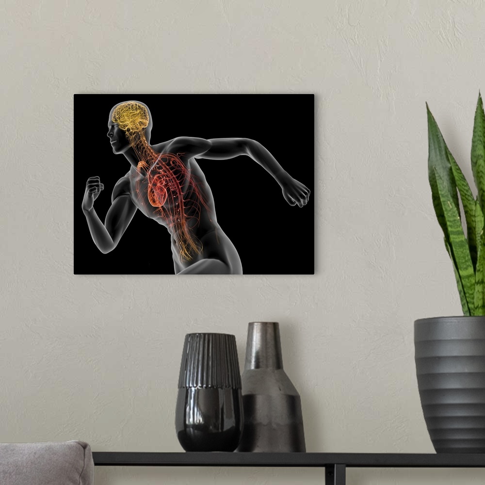 A modern room featuring Human male anatomy. Computer artwork highlighting the brain and heart of a healthy male in a runn...