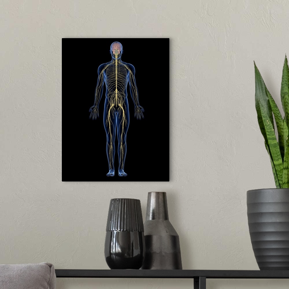A modern room featuring Human nervous system, computer artwork.