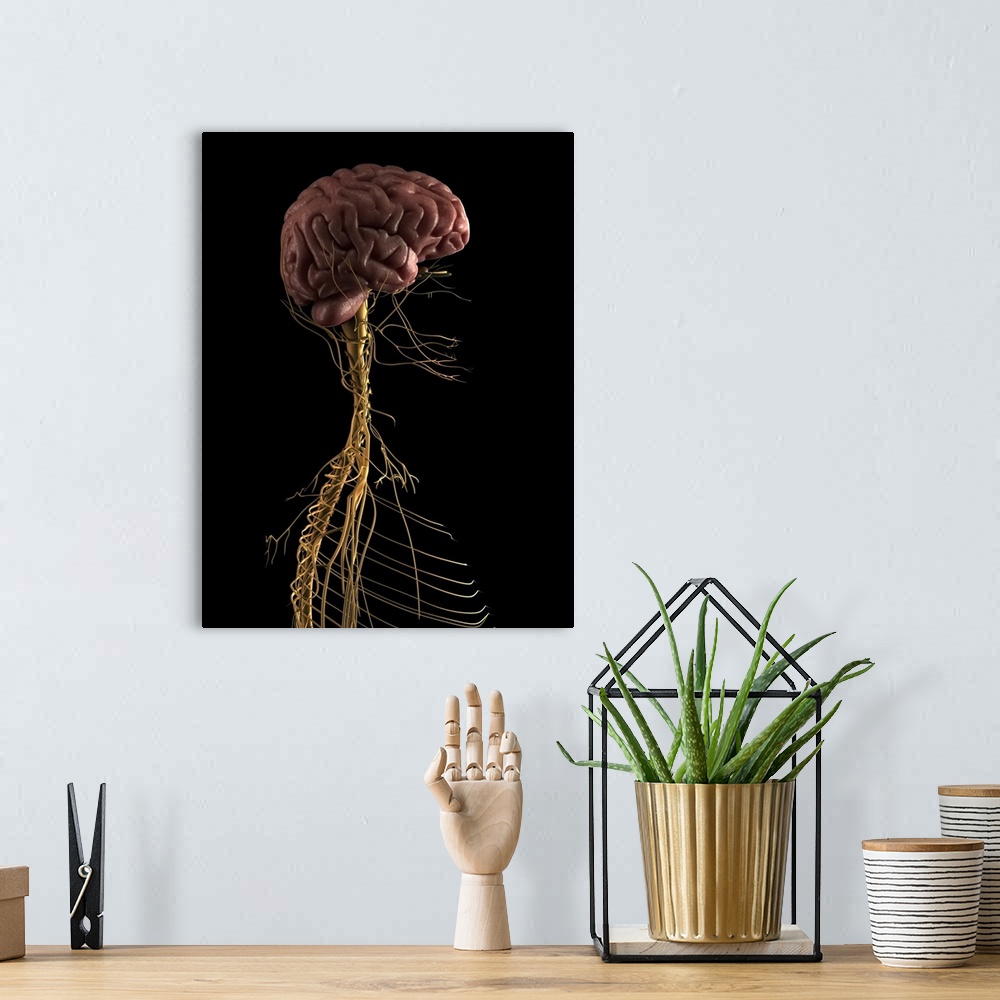 A bohemian room featuring Human nervous system, computer artwork.