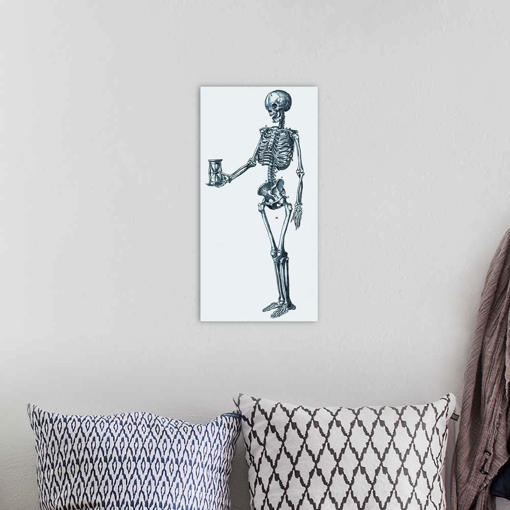 A bohemian room featuring Human skeleton. Historical artwork of a human skeleton holding an hourglass. The 206 bones of the...