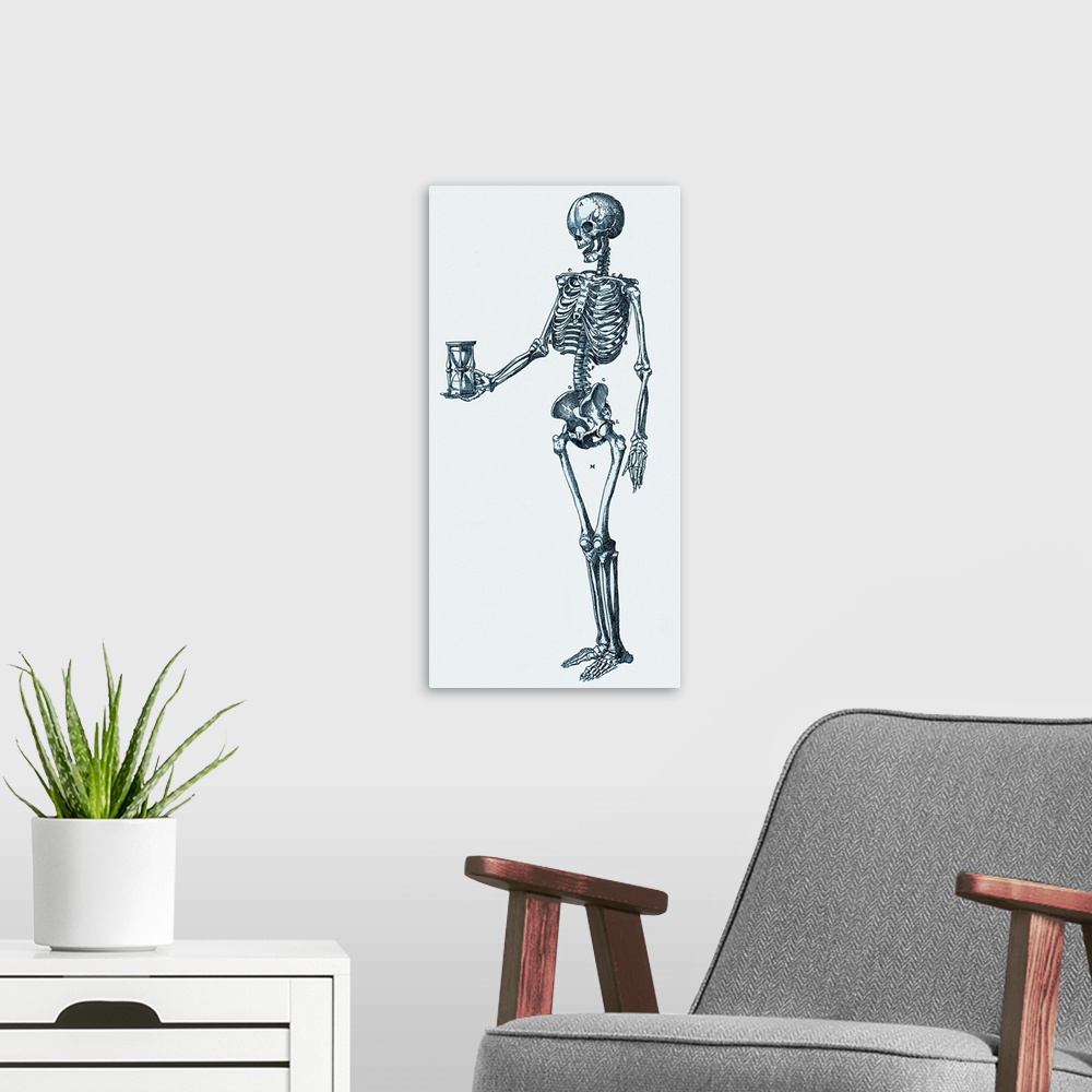 A modern room featuring Human skeleton. Historical artwork of a human skeleton holding an hourglass. The 206 bones of the...