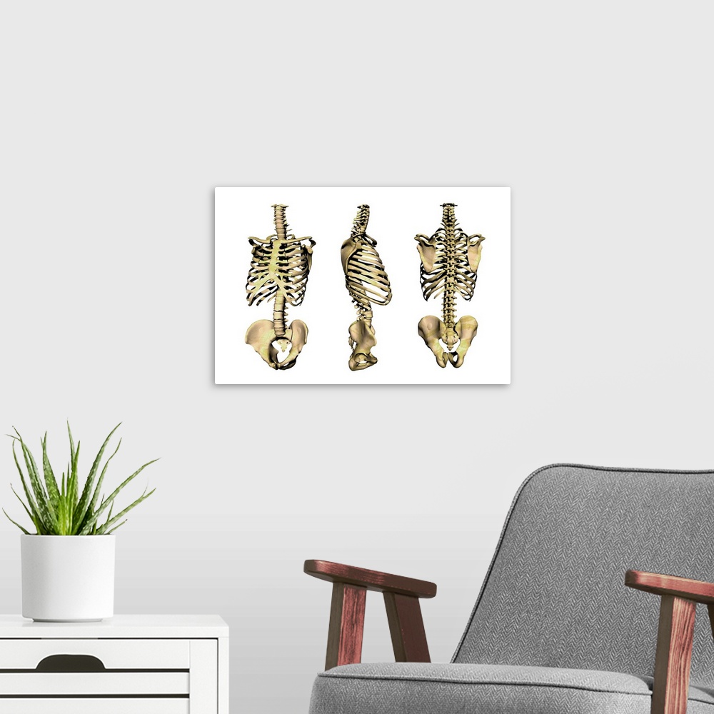 A modern room featuring Human skeleton anatomy, computer artwork. Three views of the bones of the human torso, seen from ...
