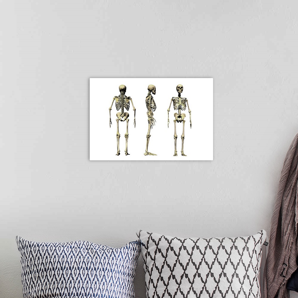 A bohemian room featuring Human skeleton anatomy, computer artwork. Three views of the bones of the human skeleton, seen fr...