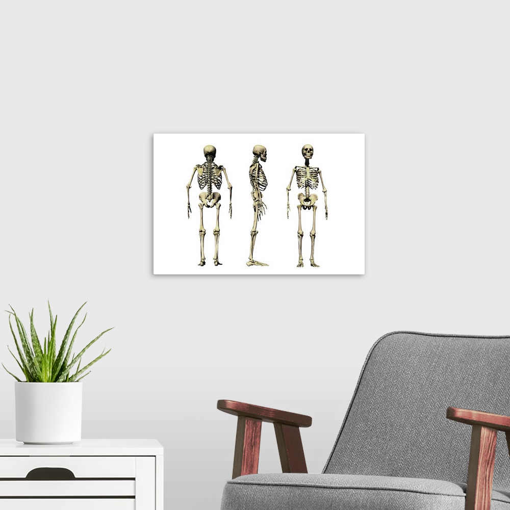 A modern room featuring Human skeleton anatomy, computer artwork. Three views of the bones of the human skeleton, seen fr...