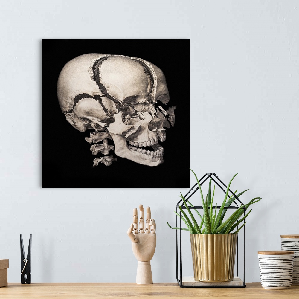 A bohemian room featuring Human skull. Historical anatomical artwork of the bones of the skull of a human male. This explod...