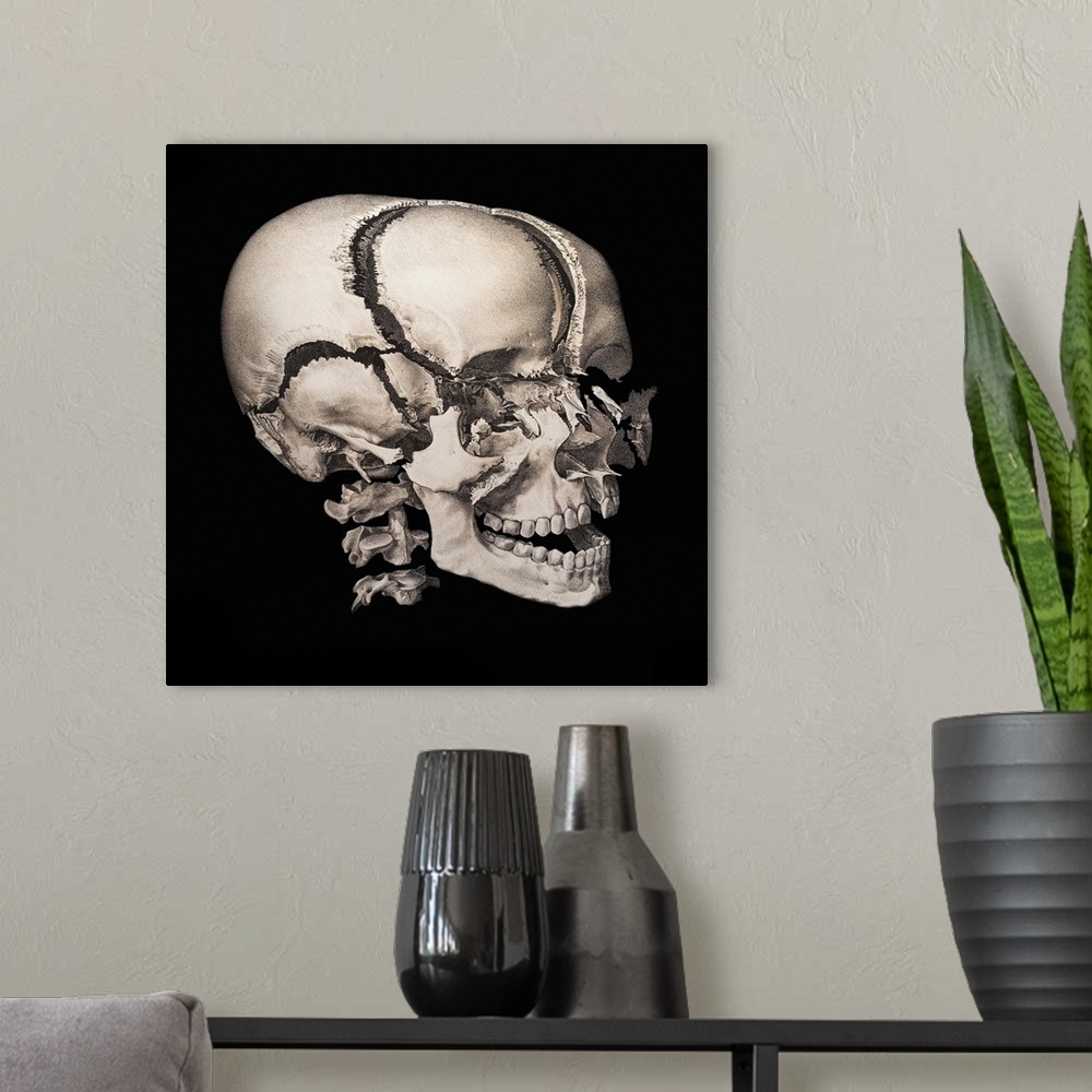 A modern room featuring Human skull. Historical anatomical artwork of the bones of the skull of a human male. This explod...