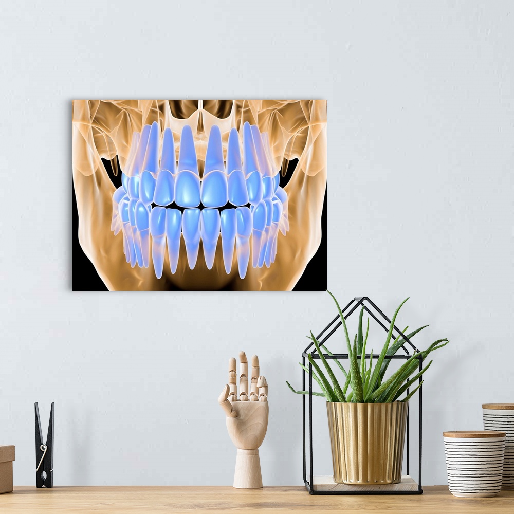 A bohemian room featuring Close up x-ray view of a closed mouth. This image highlights the teeth in the jaw with no surroun...