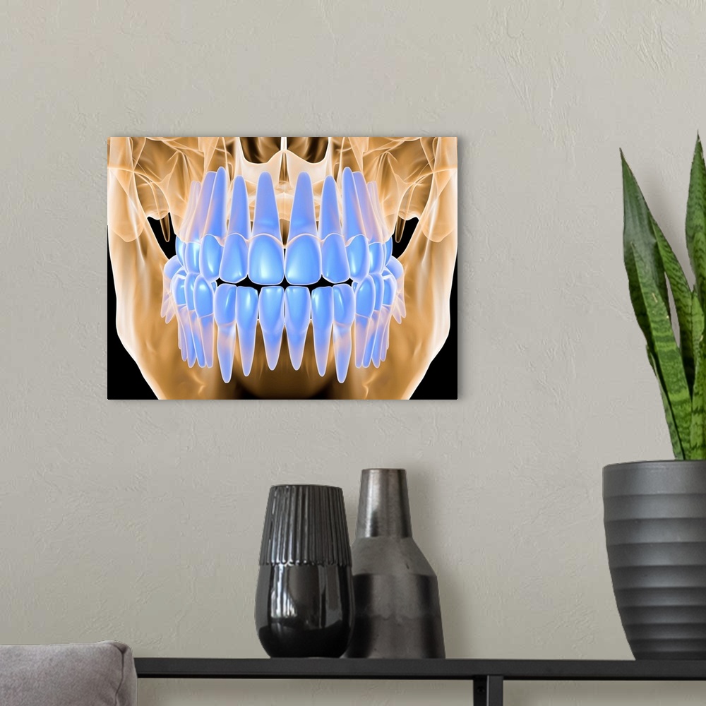 A modern room featuring Close up x-ray view of a closed mouth. This image highlights the teeth in the jaw with no surroun...