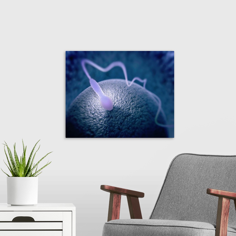 A modern room featuring Human sperm and egg, illustration.