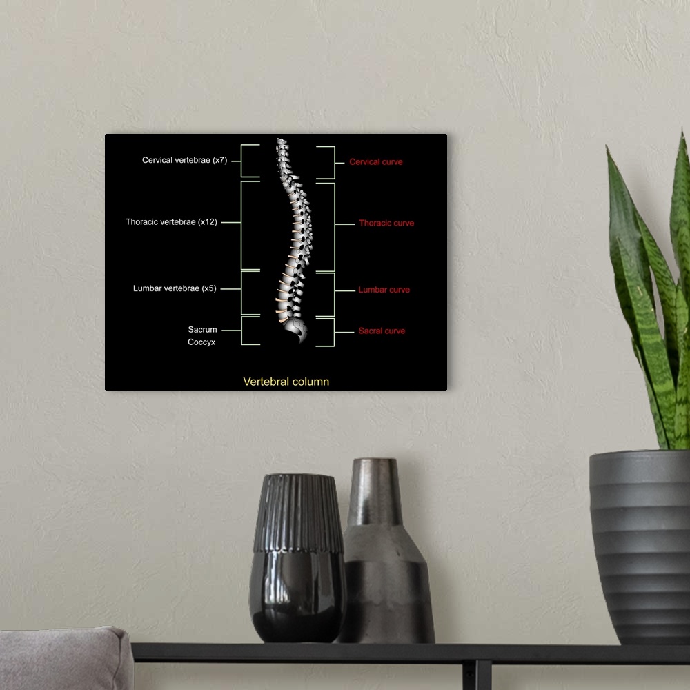 A modern room featuring Human spine. Artwork of a healthy human spine. The spine is a column of 33 cylindrical bones, cal...