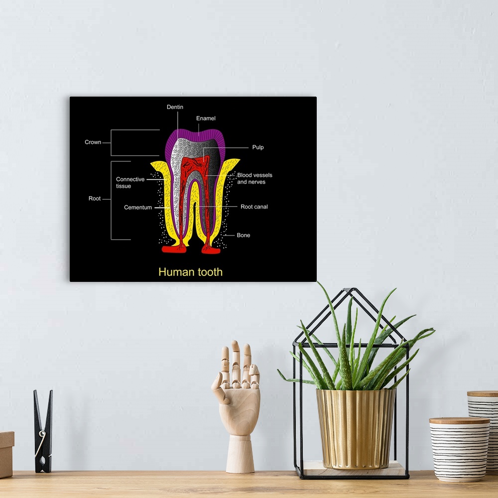 A bohemian room featuring Human tooth anatomy. Diagram of a cross-section through a human tooth to show its anatomical stru...
