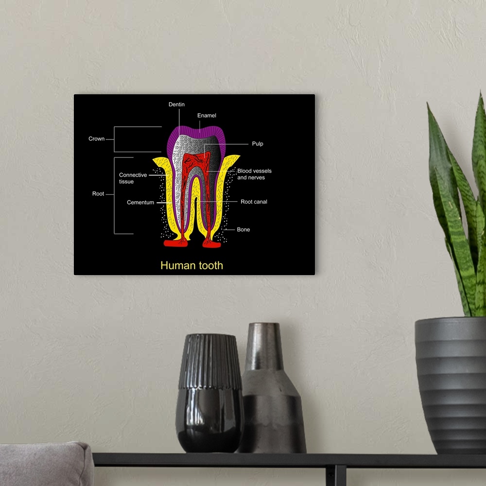 A modern room featuring Human tooth anatomy. Diagram of a cross-section through a human tooth to show its anatomical stru...