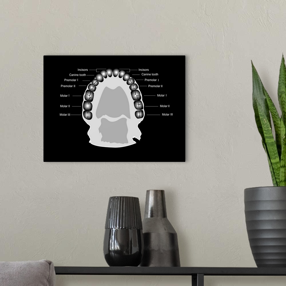 A modern room featuring Human tooth anatomy. Diagram showing the anatomical layout of human teeth within the jaw. The sam...