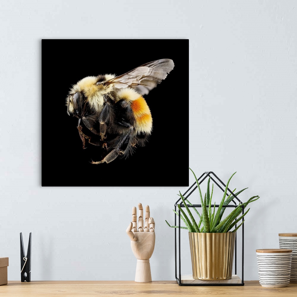 A bohemian room featuring Hunt's bumblebee. Macrophotograph of Hunt's bumblebee (Bombus huntii). This species is found in N...
