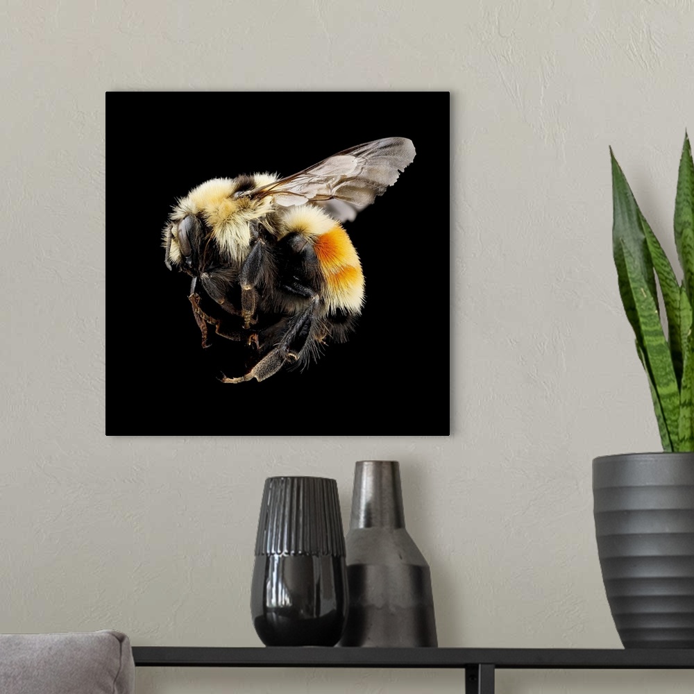A modern room featuring Hunt's bumblebee. Macrophotograph of Hunt's bumblebee (Bombus huntii). This species is found in N...
