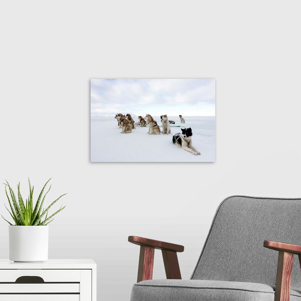 A modern room featuring Husky sled dogs. Resting Greenlandic husky dog team staked to the ice near the edge of the floati...