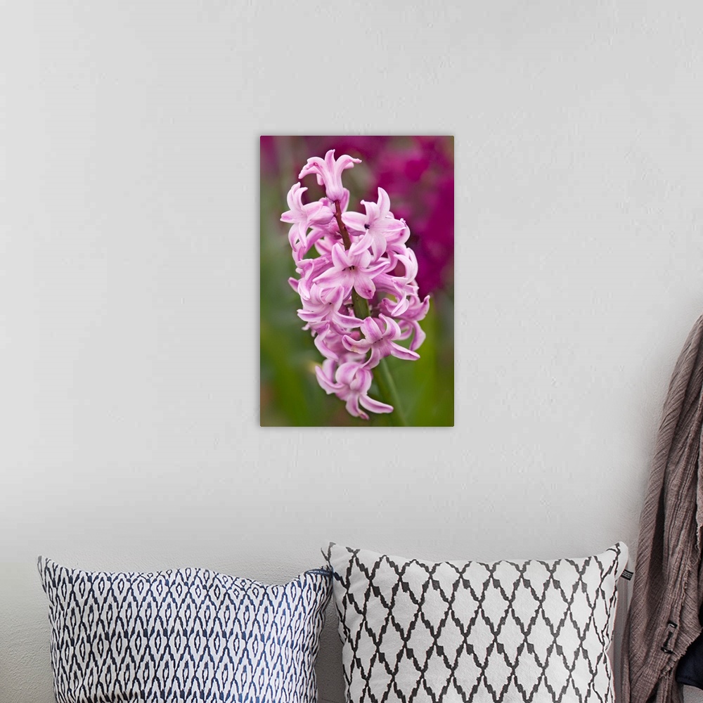 A bohemian room featuring Hyacinth (Hyacinthus orientalis hybrid) flower. Photographed in Maryland, USA.
