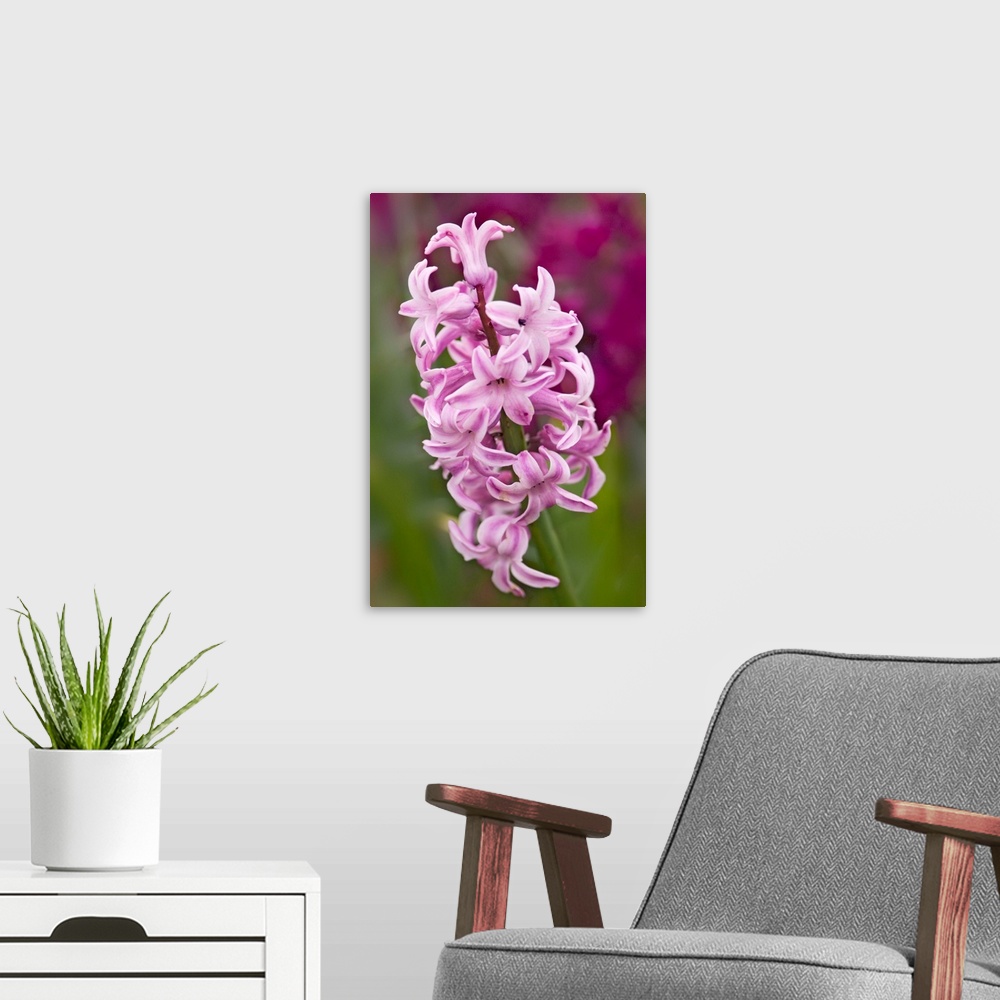 A modern room featuring Hyacinth (Hyacinthus orientalis hybrid) flower. Photographed in Maryland, USA.