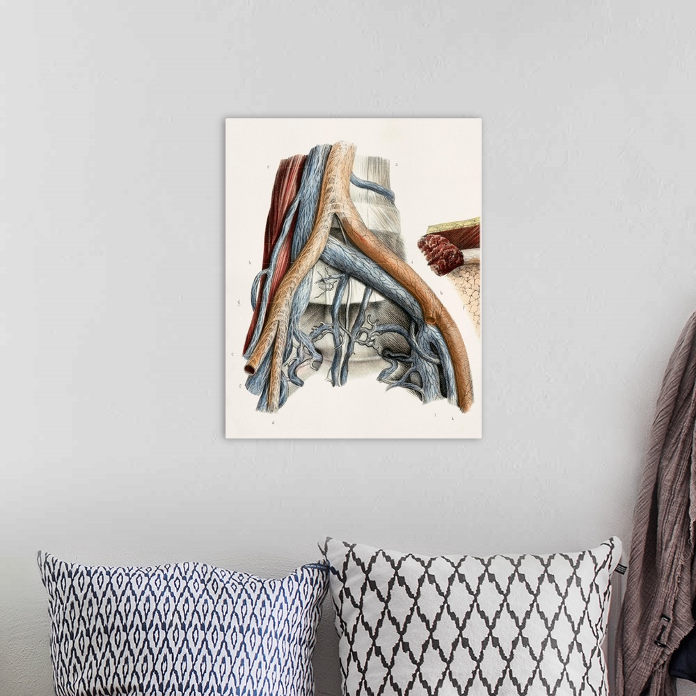 A bohemian room featuring Iliac blood vessel nerves. This anatomical artwork is figure 3, plate 96 from volume 3 (1844) of ...